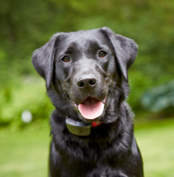 DogWatch of Montana, Bozeman, MT | SmartFence Contact Us Image