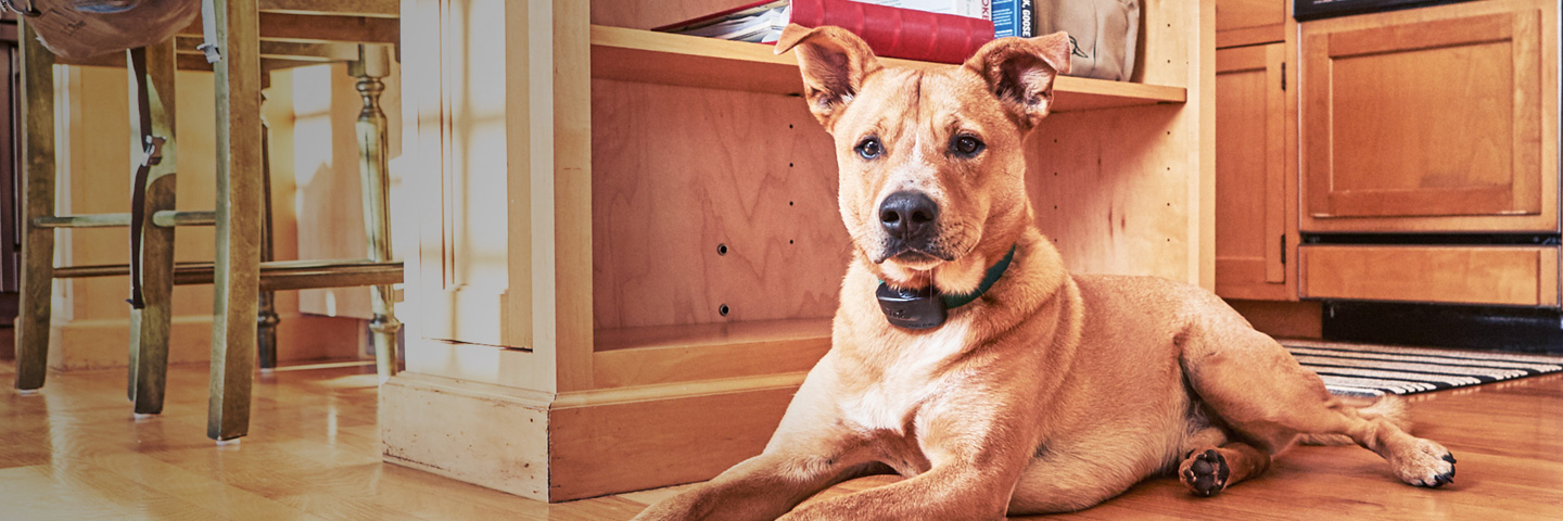 DogWatch of Montana, Bozeman, MT | Indoor Pet Fences Slider Image