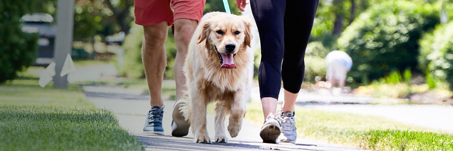 DogWatch of Montana, Bozeman, MT | SideWalker Leash Trainer Slider Image