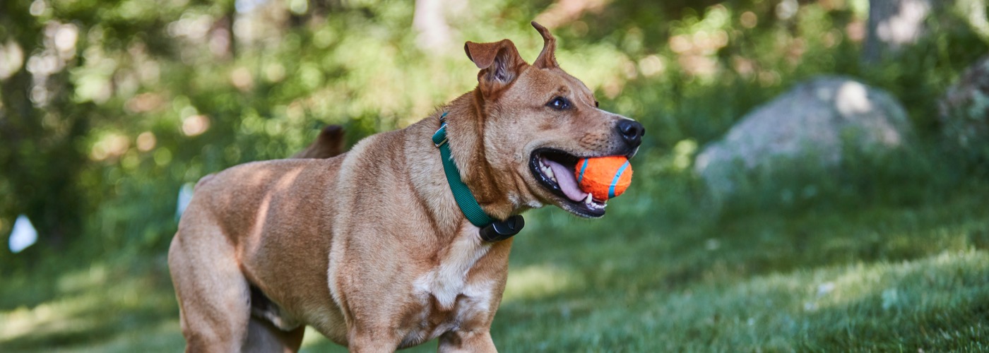 DogWatch of Montana, Bozeman, MT | ProFenceX™ Slider Image